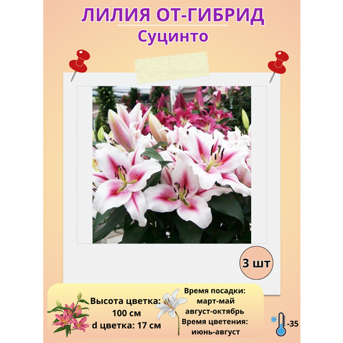 ���� �������� ����� ��-������ �������, ����������� ����� ������ ������