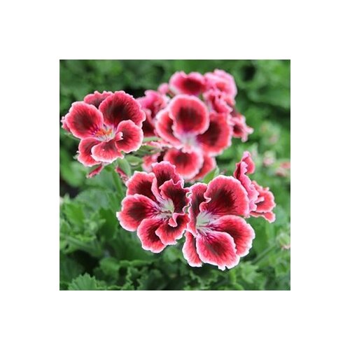 ���� ������ ���������� ����������� ������� ����� 4 �� (1 �������� (O)) ������ ������