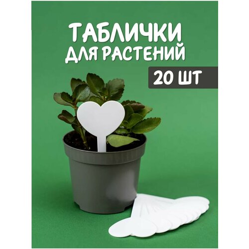 ���� ��������, ���������, ����� ������� ��� �������� ����� �������� 20�� ������ ������