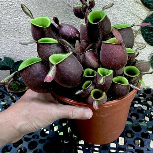 ���� �������� ���������, Nepenthes �mpullaria, ������������� ��������, ������ ������ ������