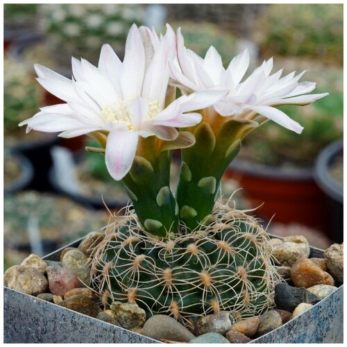      Gymnocalycium bruchii VG-278 10 .   -     , -, 