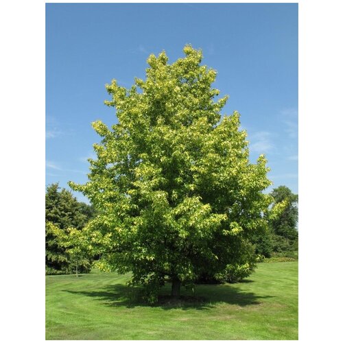     (Liquidambar styraciflua), 15    -     , -, 