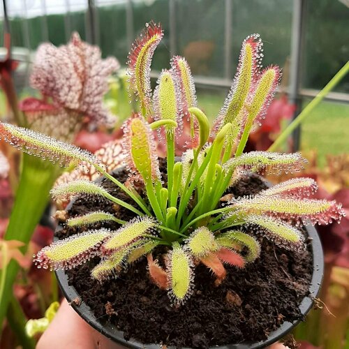    , Drosera Bainskloof 10+ ,  ,     -     , -, 