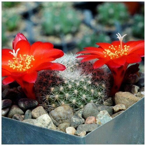      Rebutia senilis VG-1098 10 .   -     , -, 