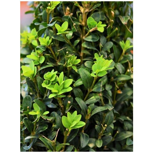 ���� ������ ������ ������������ (Buxus sempervirens), 10 ���� ������ ������