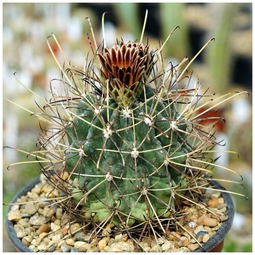      Glandulicactus uncinatus SB-718 10 .   -     , -, 