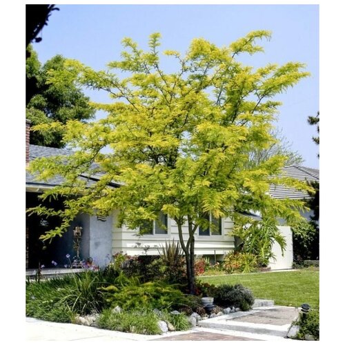    (. Gleditsia Triacanthos)  35   -     , -, 