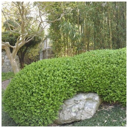 ���� ������ ������ ������ ��������� ������������ Sinica 25 ��. ������ ������