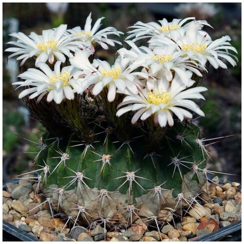      Acanthocalycium spiniflorum VG-1087 10 .   -     , -, 