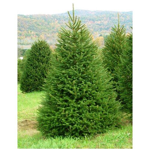 ���� ������ ��� ����������� (Picea abies), 55 ���� ������ ������