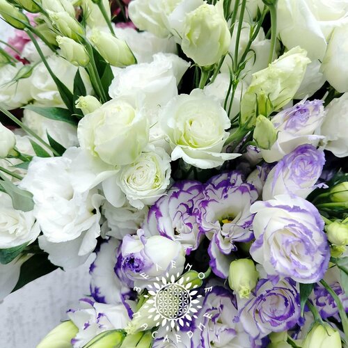      (. Eustoma) 15   Green Legacy   -     , -, 