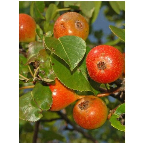 ���� ������ ����� ������ (Pyrus communis pyraster), 15 ���� ������ ������
