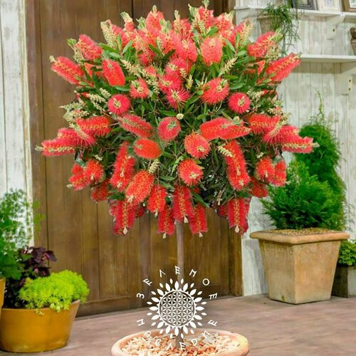 ���� ������ ����������� �������� (���. Callistemon citrinus) 10�� �� Green Legacy ������ ������