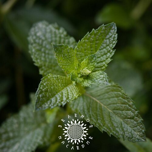     (. Mentha piperita) 150   Green Legacy   -     , -, 