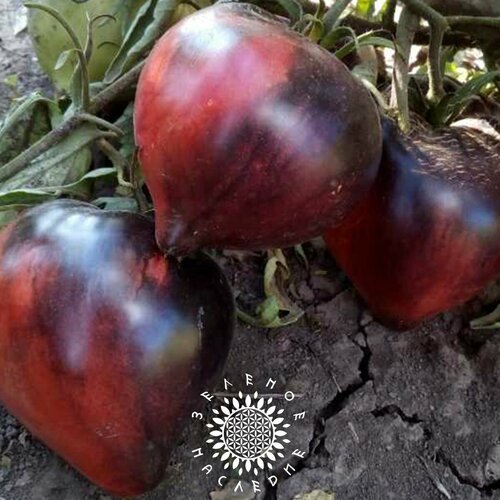 ���� ������ ����� ������� ������ (���. Solanum lycopersicum) 10�� ������ ������