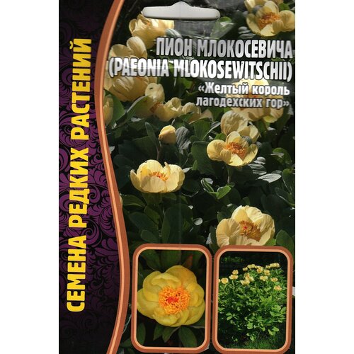    / paeonia mlokosewitshll (   )  ( 1 : 3  )   -     , -, 