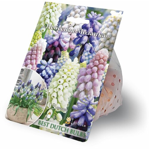 ���� ������� 