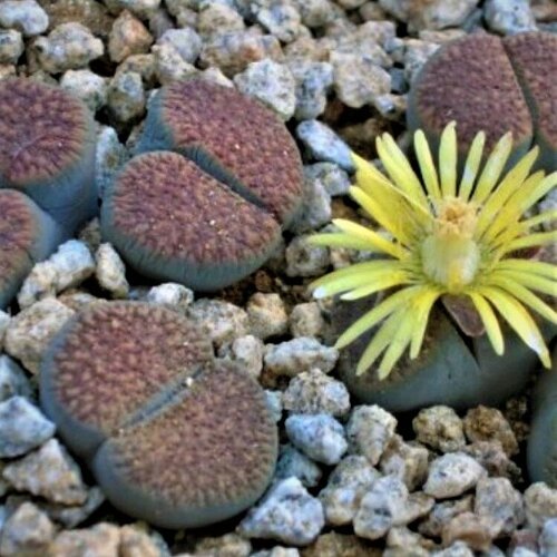     Lithops verruculosa Inae C-095 10 .   -     , -, 