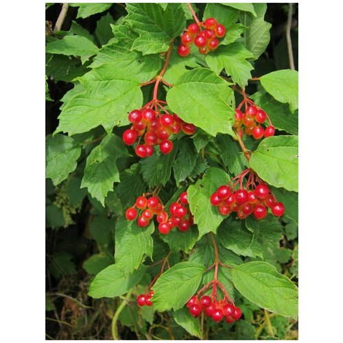      (Viburnum opulus), 55    -     , -, 