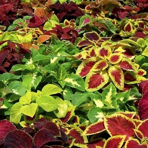 ���� ������ ����� ����� ������� (0,1��), ����� ��� ������ (����������� 2,5�)-1��, ������ ������ ��� �������, ������� � ���� ������ ������