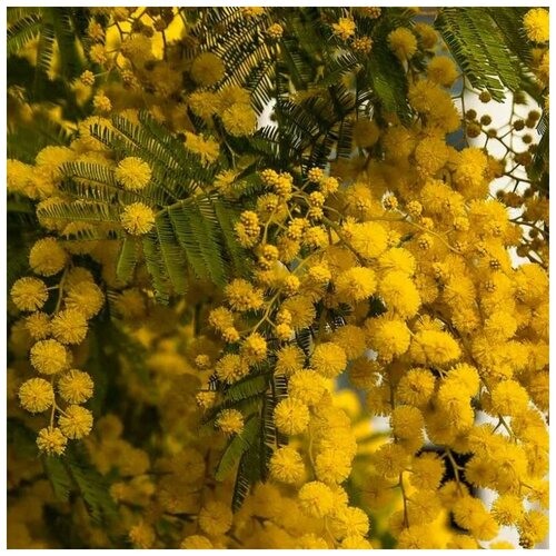 ���� ������ ������ ������ �����������, ������ 20 ��. ������ ������