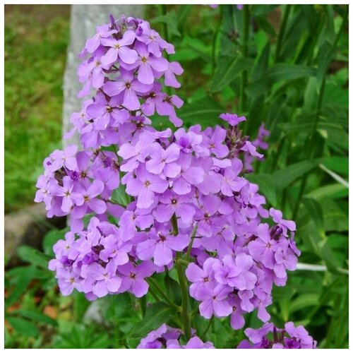 ���� ������ ������ ���������, ������ ������ 20 ��. ������ ������