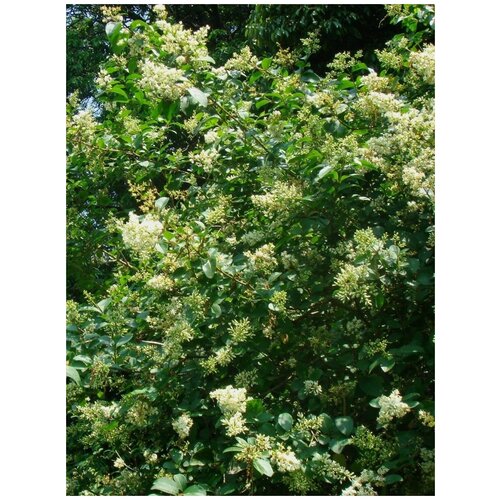     (Ligustrum obtusifolium), 20    -     , -, 