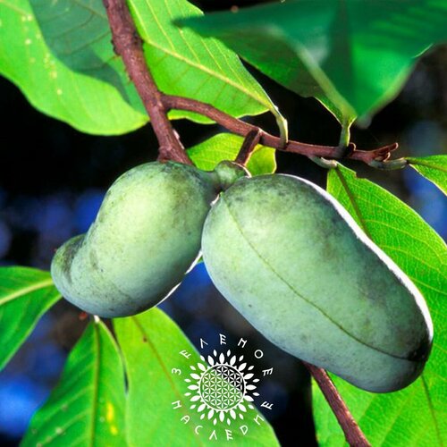 ���� ������ ������� ������� - ��������� ������ (���. Asimina triloba) 3�� ������ ������