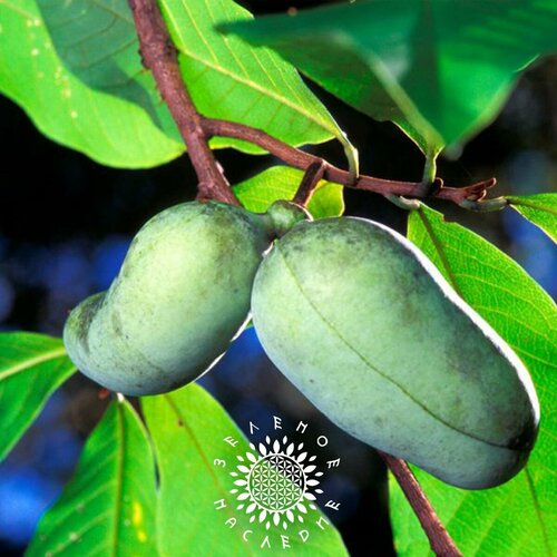     -   (. Asimina triloba) 3   -     , -, 