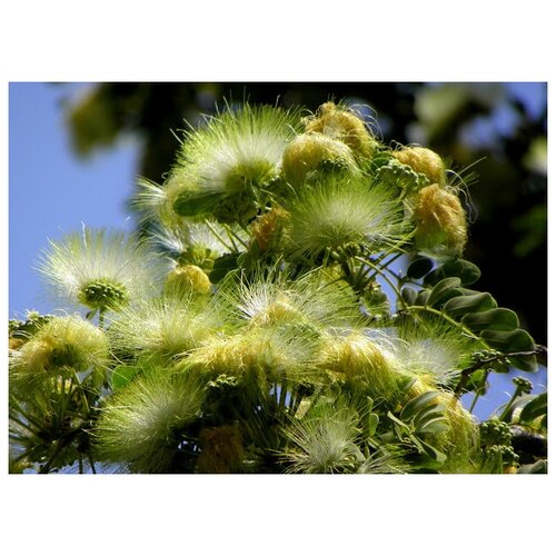    (. Albizia Lebbeck)  15   -     , -, 