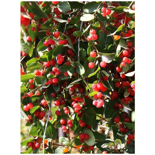     (Lonicera tatarica), 40    -     , -, 