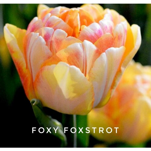 ���� �������� ����������� , �������� ���� FOXY FOXTROT ����-�����-�������(4 �����) ������ ������