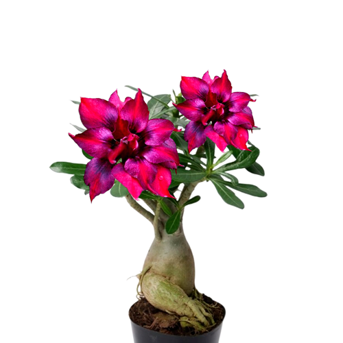 ���� ������������ ������ ������� Purple King 3 �� ������ ������