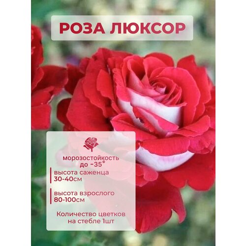 ���� ������� ���� ������ ������ ������