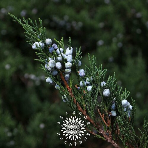     (. Juniperus sabina) 3  Green Legacy   -     , -, 