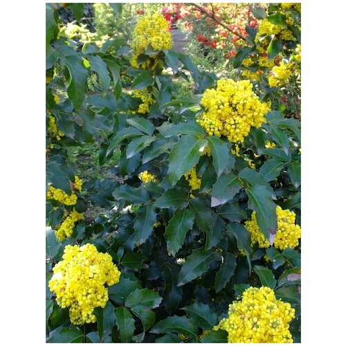     (Mahonia aquifolium), 15    -     , -, 