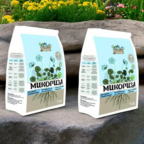 ���� �������� ������� ����� 1�� / 2��. ������ �������� ������ ������