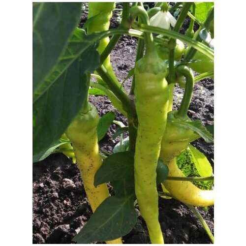 ���� ������ ������ ����� ��������� ����� ������ (Tsitsak yellow), 5 ���� ������ ������