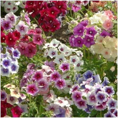 ���� ����� ��������� ����� ������� �� ������ ������