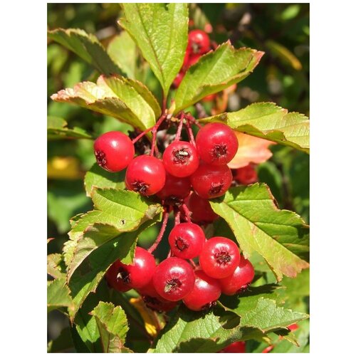     (Crataegus dahurica), 15    -     , -, 