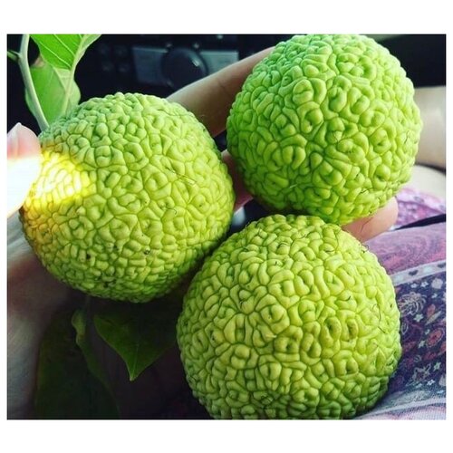 ���� ������� ������� ������ ������ ������