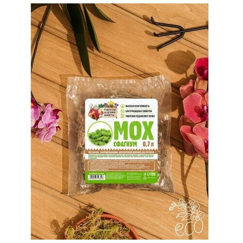 ���� ��� 