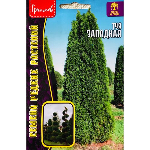     (Thuja occidentalis) (0,1)   -     , -, 