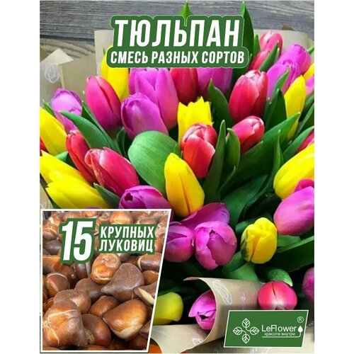 ���� ������� ��������, ���� ������ 15 ��, ������� ������ ������