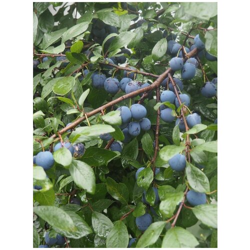 ���� ������ Ҹ�� ����� ������� (Prunus spinosa), 10 ���� ������ ������