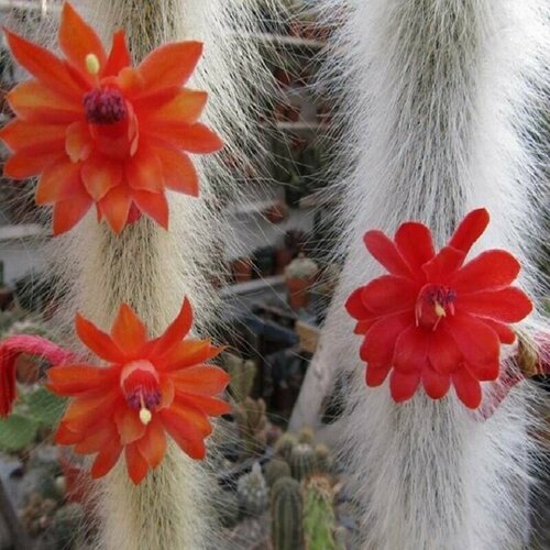 ���� �������������, Hildewintera Colademononis, ��������� �����, �������, ������ ������ ������