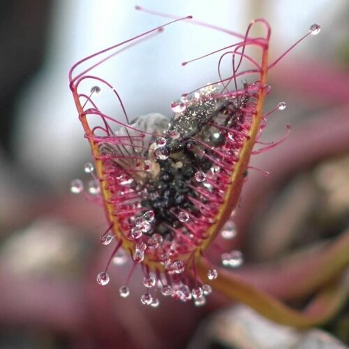 ���� ������ ��������� ������� ������ 10+ ��, Drosera Binata, ������� ������ ��������, ��������� ��� ������ ������