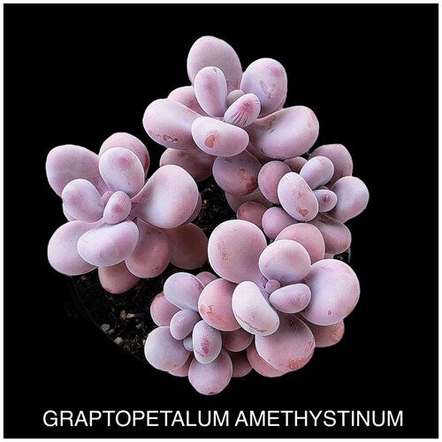 ���� ������������� ����������� ����� ��� ����������� ������ ������