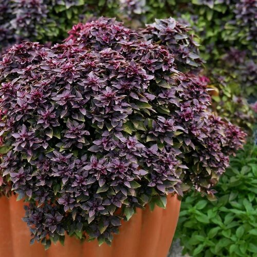 ���� ������� ��������� ��� 5 ���� ����� ������� ������ ������ ������