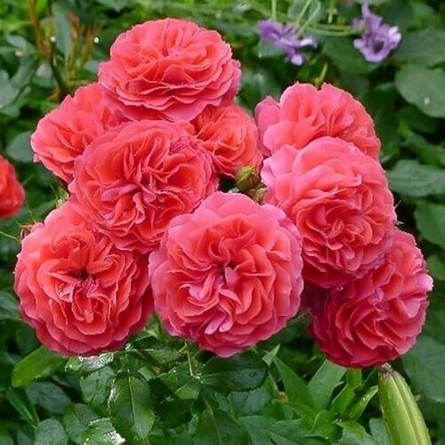 ���� ���� ���������� ����� ���� 2 �� ������ ������